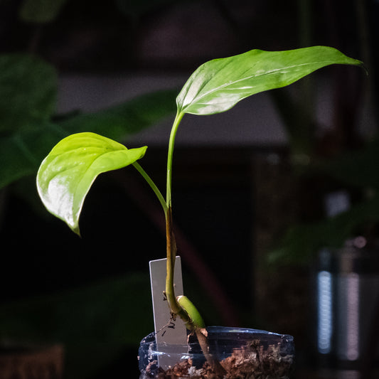 Monstera obliqua « Napo »
