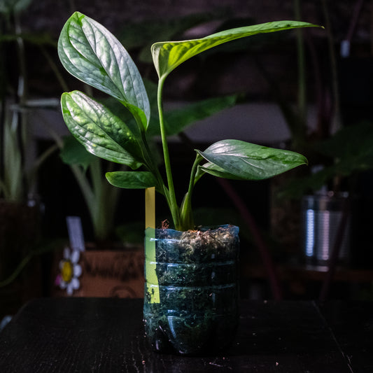 Monstera pinnatipartita