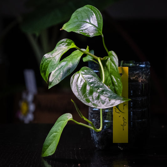 Monstera obliqua « Brazil »