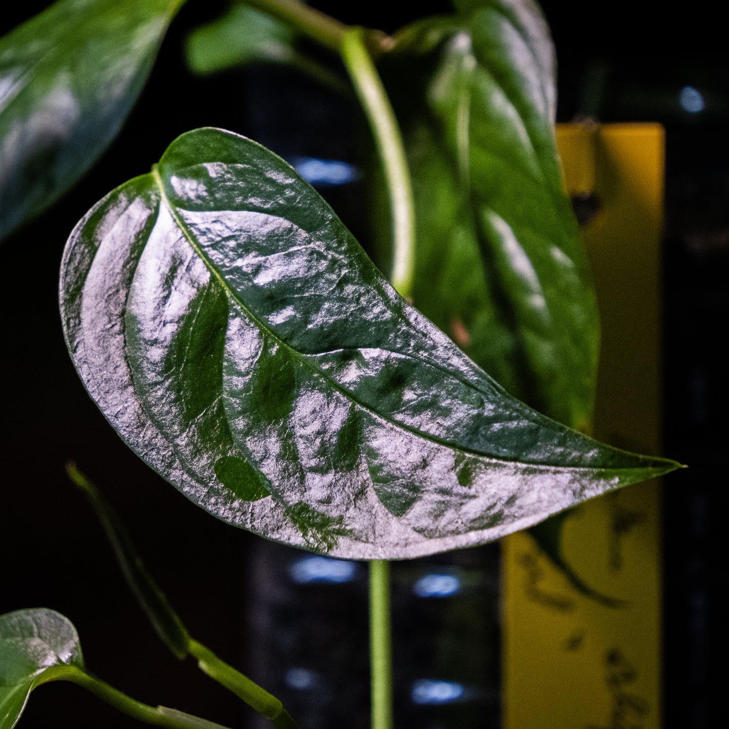 Monstera obliqua « Brazil »