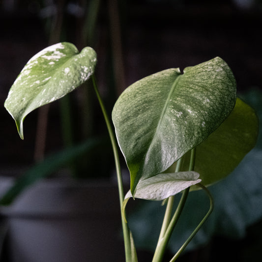 Monstera « Mint »