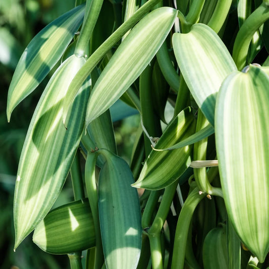 Vanilla planifolia « Variegata »
