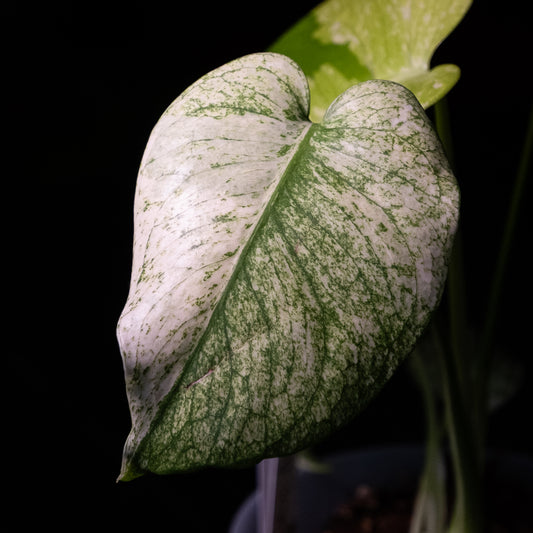 Monstera « White Monster »